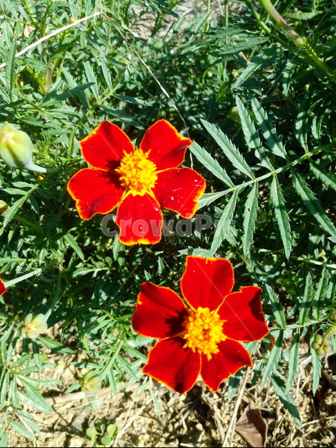 꽃,식물,flower,plant,꽃잎,메리골드,금잔화,금송화,식물,자연,plants,nature,꽃,flower