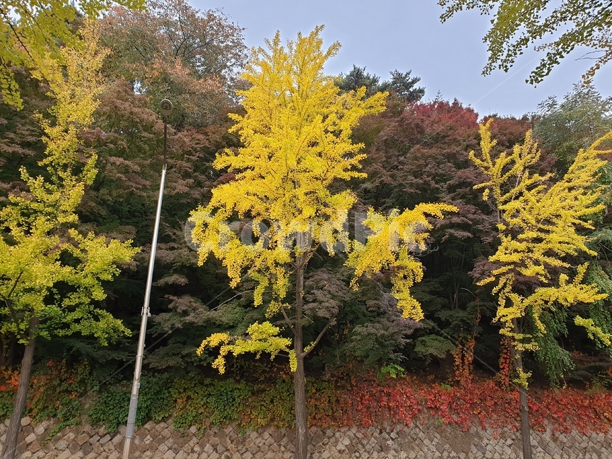 tree,나무,plant,식물,가을,노랑,초록,빨강,연두,자연,풍경,계절