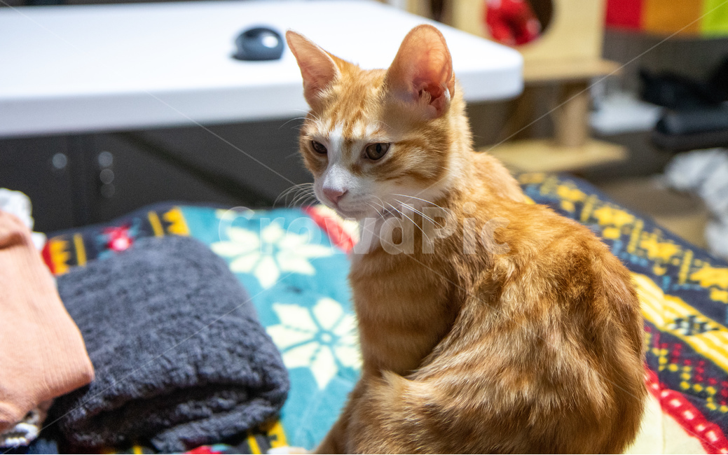 고양이,코리안숏헤어,코숏,치즈태비,한국고양이,아기고양이