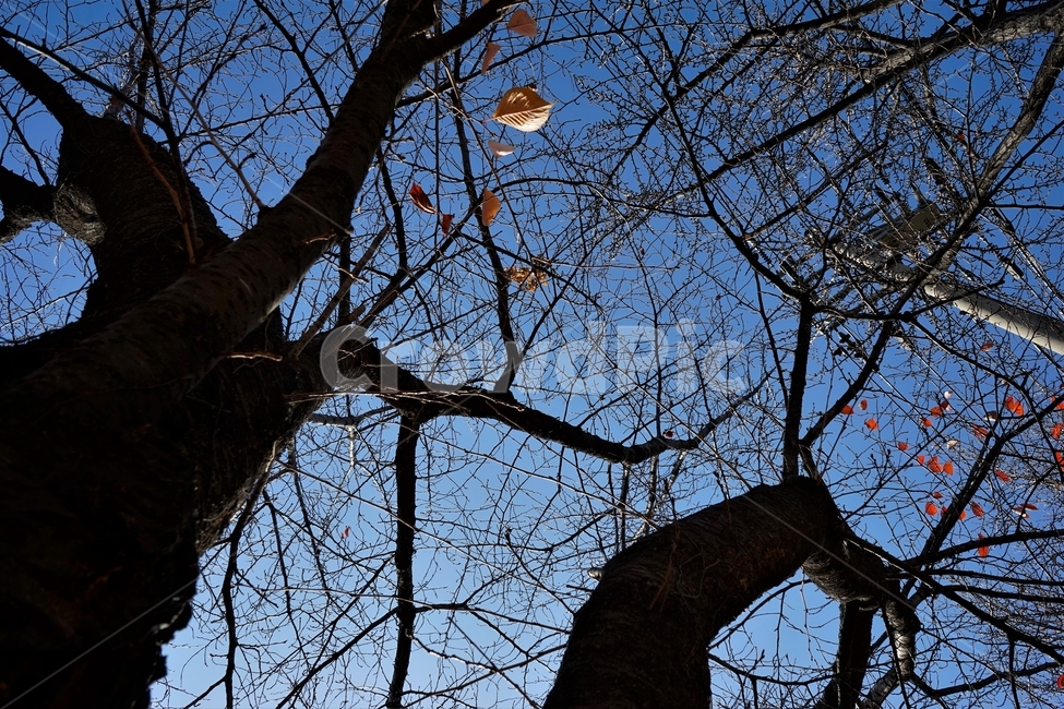 잎,가을,계절,풍경,나무,낙엽,자연,autumn,fall,landscape,trees,fallenleaves,가을,계절,fall,autumn,season,식물,자연,plants,nature,나무,trees,wood,tree,plant,tree trunk,나무 줄기