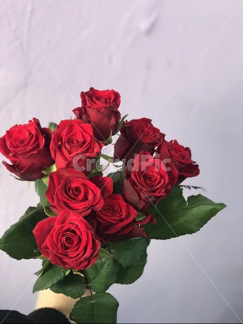 꽃,장미,예쁜장미,예쁜꽃,rose,flower
