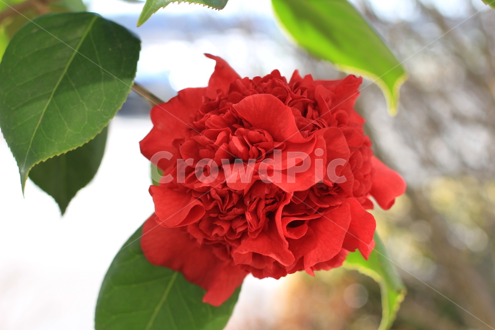 동백꽃,겨울,꽃,식물,red,식물,자연,plants,nature,꽃,flower