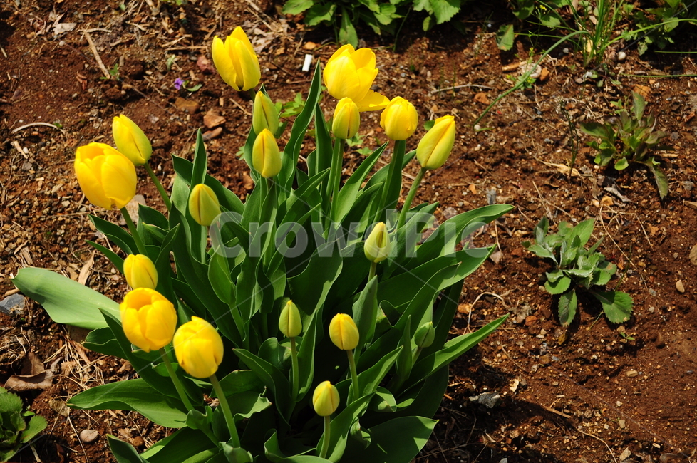 자연,꽃,식물,튤립,정원,식물,자연,plants,nature,꽃,flower