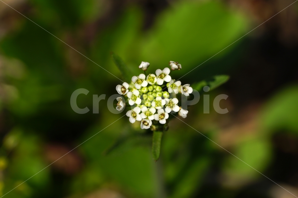 봄,꽃,말냉이,플라워,자연,식물,flower,spring,nature,풍경,landscape,경치,plants,season,계절,접사,마크로,macro,클로즈업,closeup,식물,자연,plants,nature,꽃,flower