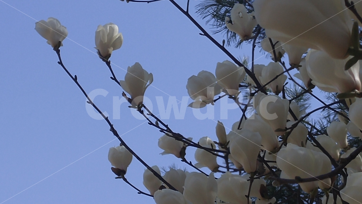 목련,힌색,하늘,나무가지,꽃,목련꽃,자연,봄,계절,spring,season,식물,자연,plants,nature,꽃,flower