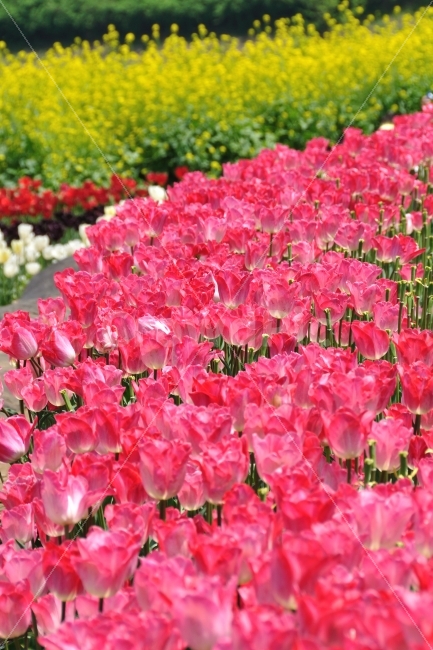 튤립,꽃,봄,남해,tulip,spring,자연,식물,정물,봄,계절,spring,season,식물,자연,plants,nature,꽃,flower,색깔,색상,색채,색감,color sense,color sensitivity,feeling of color,plant,geranium,제라늄,blossom,petal,꽃잎