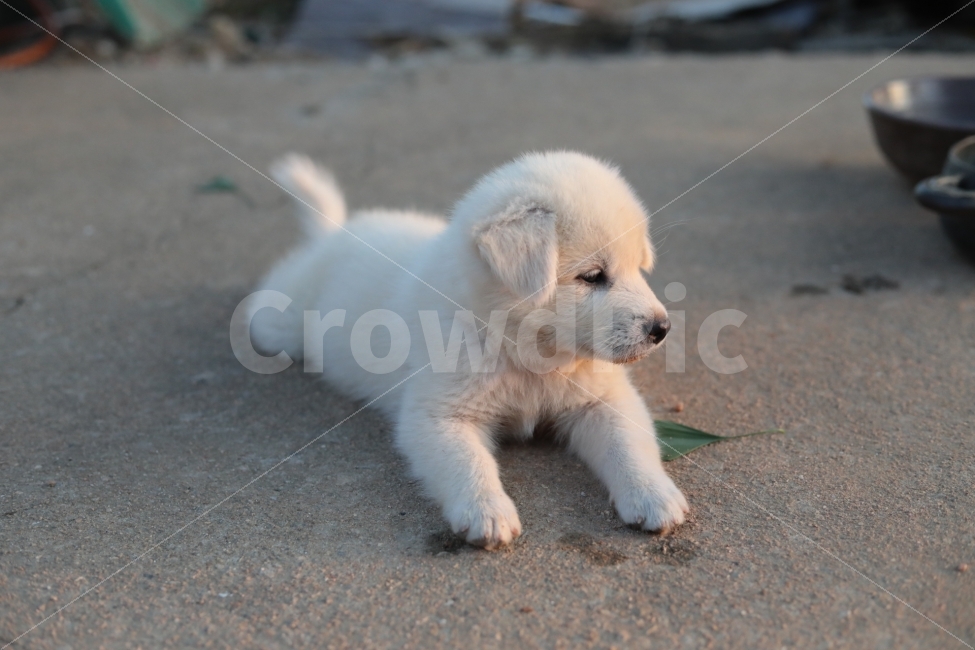 강아지,동물,개,캐논사진,빛모아농원,동물,animal,포유류,mammal,개,강아지,dog,doggy