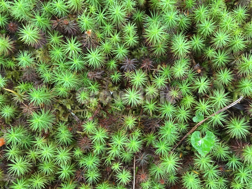 초록색,숲,green,자연,natural,나뭇잎,이끼