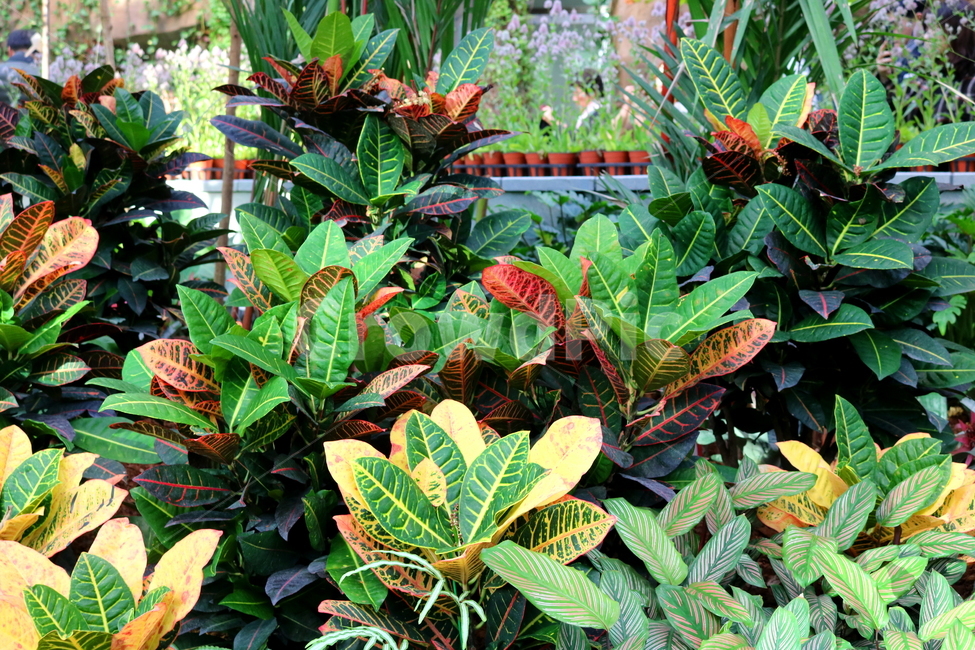 크로톤,나무,식물,관엽식물,대극과,자연,공기정화식물,변엽목,식물,자연,plants,nature