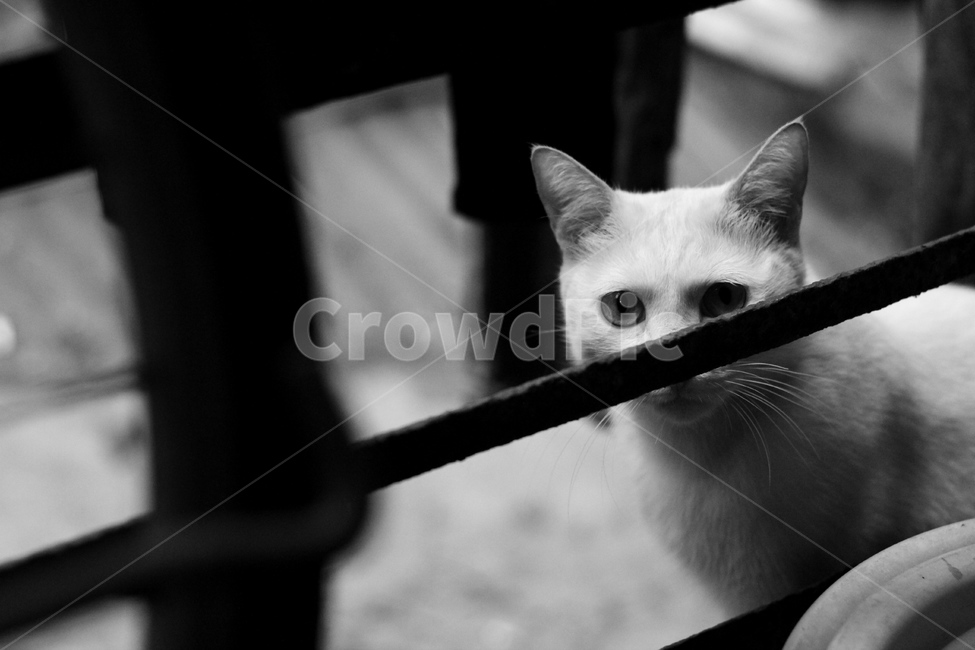 흑백,고양이,black,cat,동물,동물,animal,포유류,mammal,고양이,cat,kitten,kitty,흑백,모노톤,monochrome,black and white