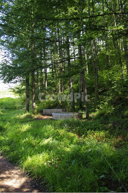나무,식물,초록,여름,숲,자연,nature,자연,풍경,nature,landscape