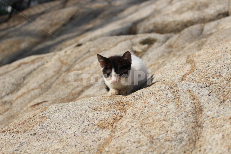 고양이,야옹,산,자연,야생,길냥이