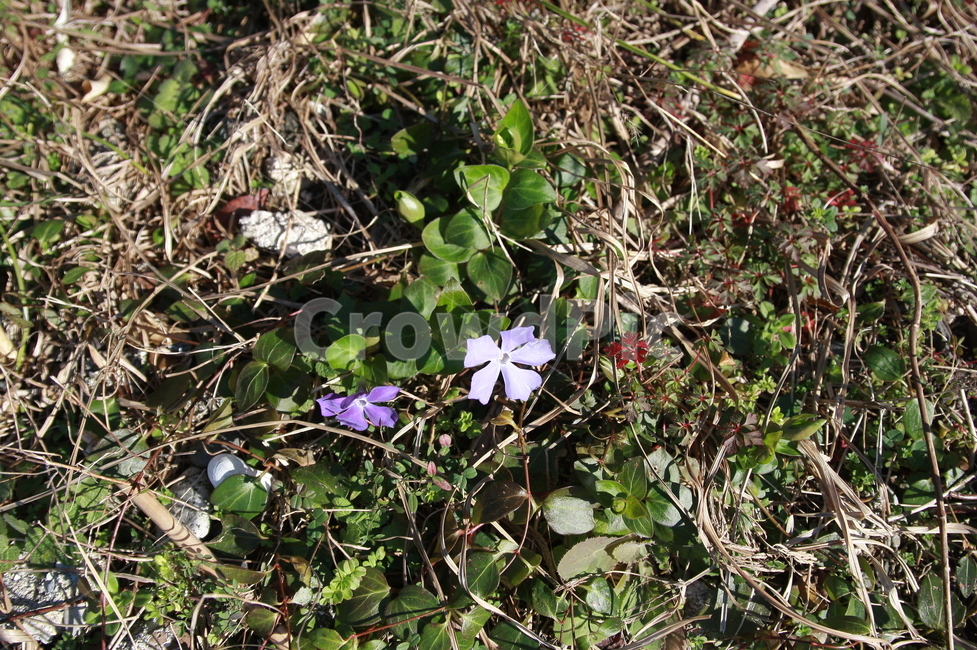야샹화,보라,초록,꽃,제라늄,식물,자연,plants,nature,꽃,flower