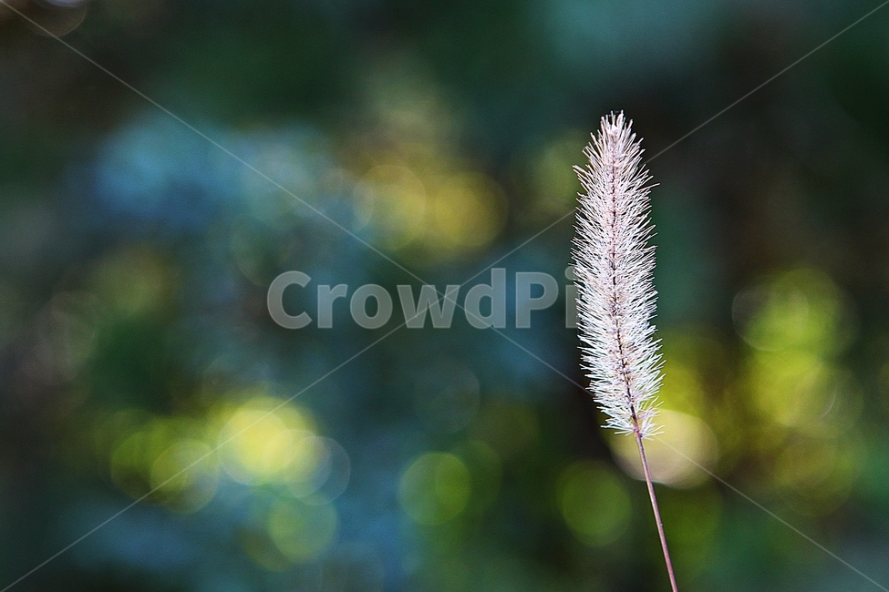 강아지풀,꽃,식물,자연,역광,풀,잡초,공원,식물,자연,plants,nature