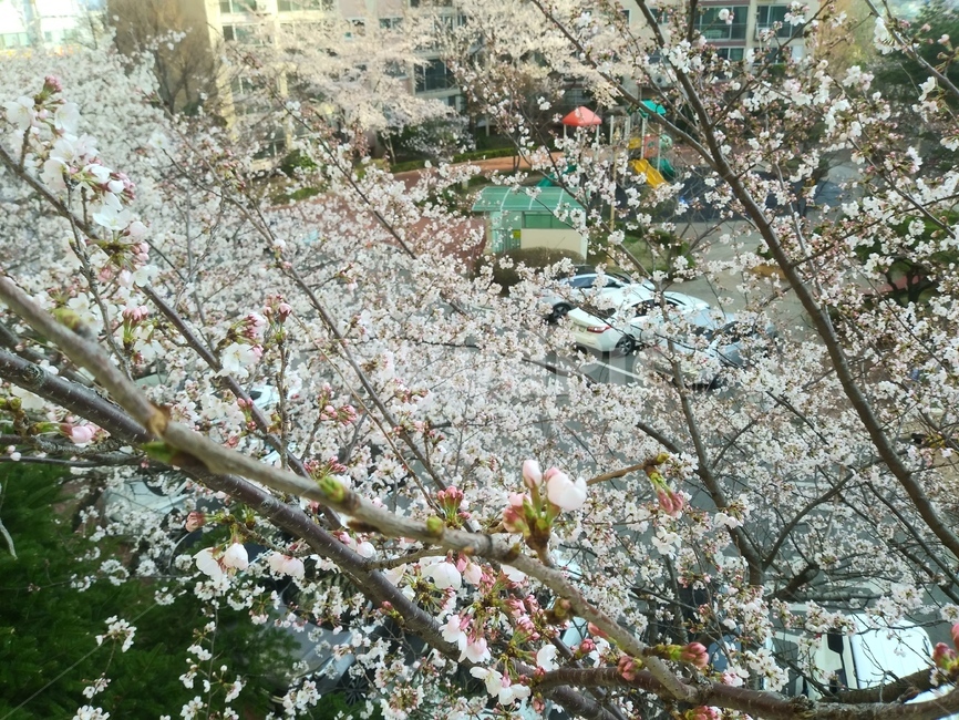 식물,봄,꽃,벚꽃,나무,나뭇가지,개화,만개,botany,spring,flowers,tree,branch,식물,자연,plants,nature,꽃,flower