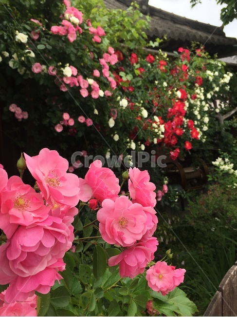 전주한옥마을,한옥,전통가옥,꽃집,장미,풍경,조화,차경,여유,휴식,숙소,jeonjuhanokvillage,hanok,traditionalhouse,rose,scenery,rest,house