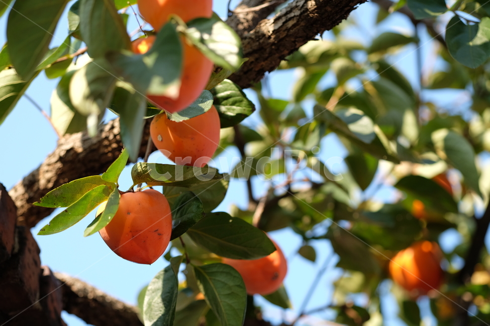 감,과일,나무,식물,자연,홍시,가을,fall,plant,fruit,persimmon,nature,tree,곶감,주황,녹색,초록,잎,식물,자연,plants,nature,과일,열매,fruit