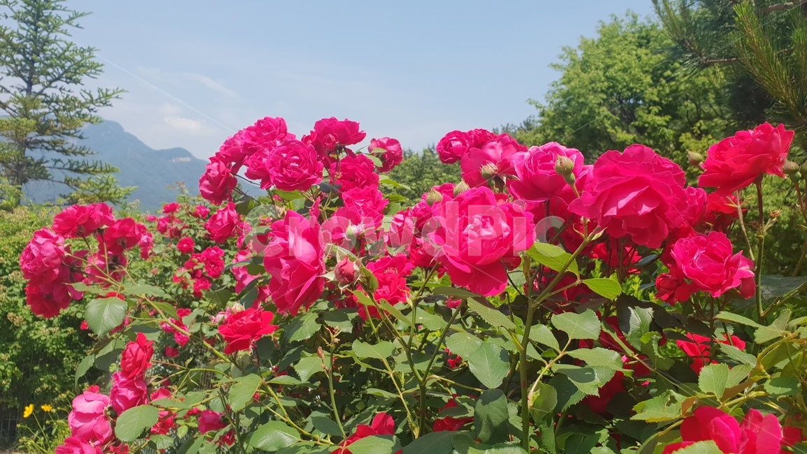 꽃,식물,장미,빨간꽃,초여름,풀