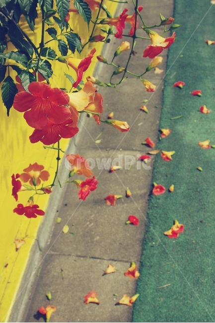 꽃,지다,꽃잎,능소화,능수화,flower,Laxification,여름,summer,petal,길,식물,자연,plants,nature,꽃,flower,감성,sensible,feeling