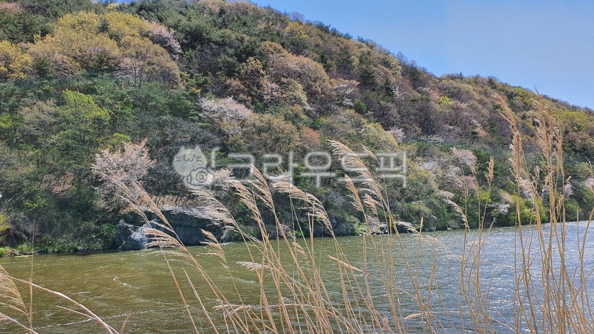 nature,wave,flower,spring,water reflection,mountain,reeds,stream,Stream,river,mountain cherry blossoms,wind