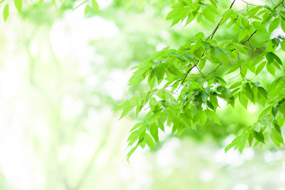 식물,나무가지,나뭇잎,녹색,초록,나무,가지,잎,잎사귀,푸른,색상,계절,봄,여름,보케,배경,자연,tree,branch,leaf,green,color,season,spring,summer,plants,nature,식물,자연,plants,nature,휴식,힐링,rest,relaxation,healing