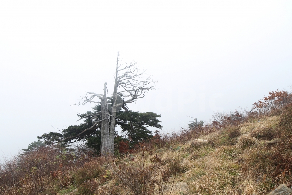 산,풍경,주목이있는풍경,고사목이있는풍경,가을산,자연,가을,계절,fall,autumn,season,자연,풍경,nature,landscape,식물,plants,나무,trees,wood,tree,plant,tree trunk,나무 줄기