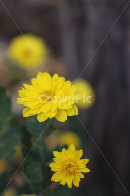 plant,식물,꽃,flower,국화,노랑,아름다움,식물,자연,plants,nature,꽃,flower