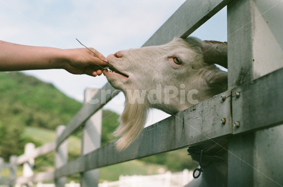 염소,먹이,염소먹이,울타리,목장,필름,동물,animal,포유류,mammal,산업,industry,industrial,목축업,목장,livestock farming,ranching,pasture