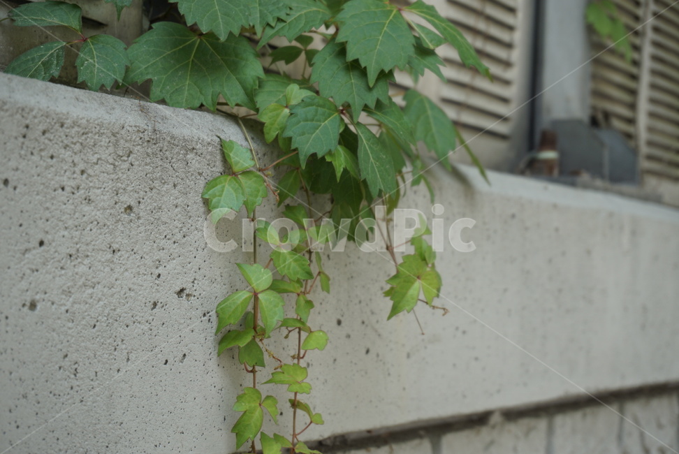 넝쿨,leaf,잎,식물,자연,환경,나뭇잎,잎사귀