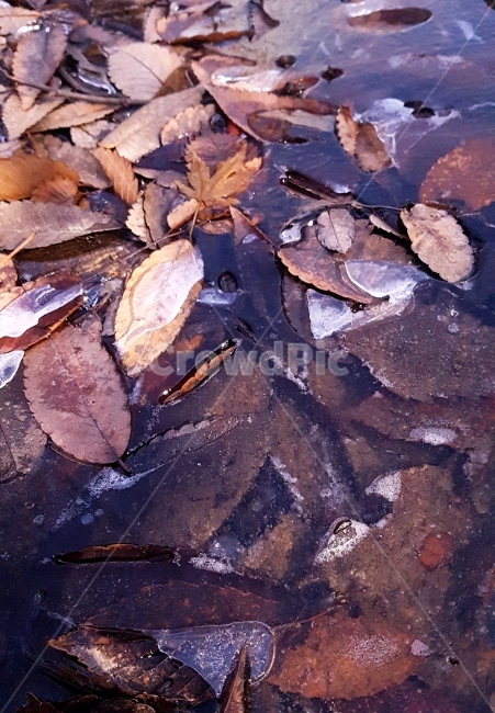 낙엽,얼음,겨울,추위,나뭇잎,겨울풍경,자연,식물,외로움,쓸쓸함,겨울,계절,winter,season,식물,자연,plants,nature
