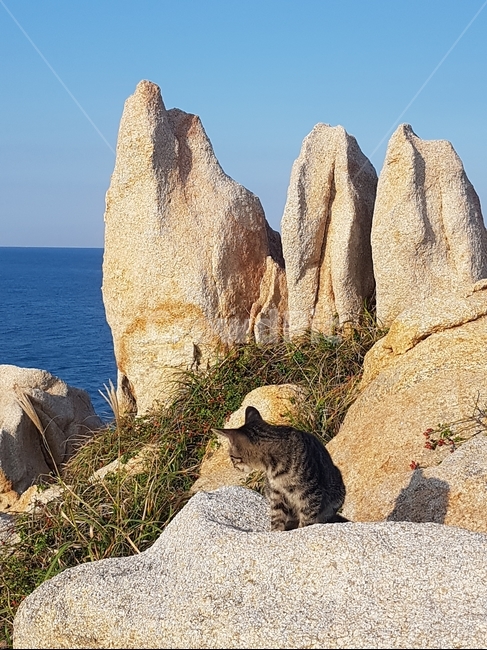 바다,갯바위,고양이,동물,바닷가
