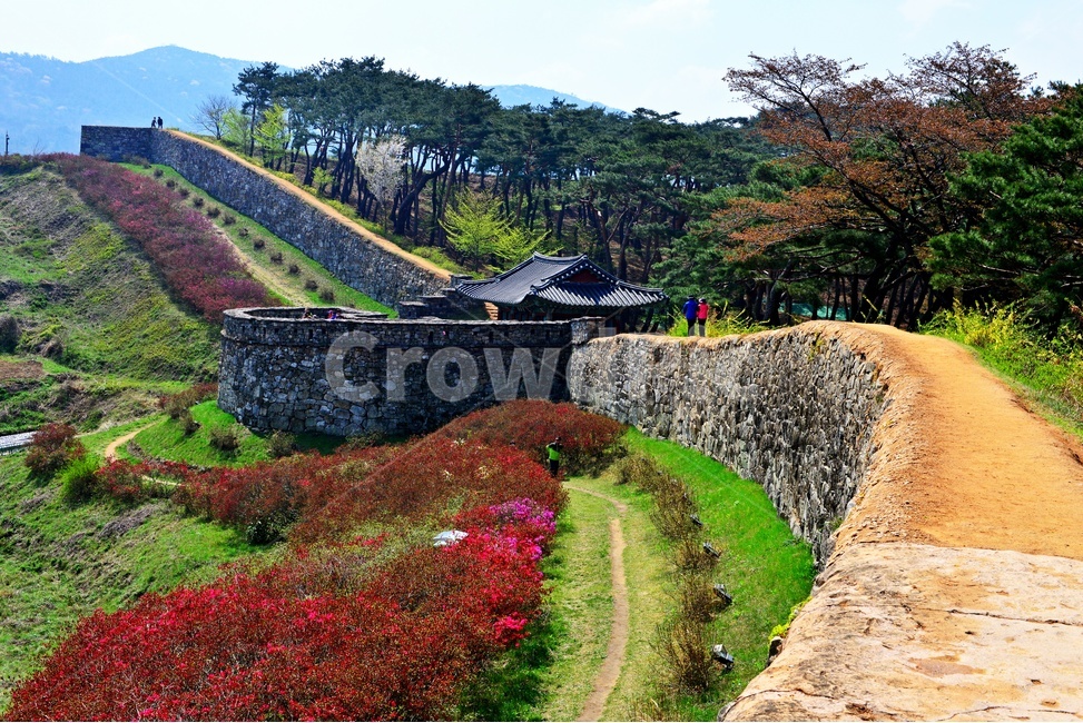 고창,고창읍성,모양성,봄,벚꽃,철쭉,철쭉꽃,계절,scenery,풍경,landscape,경치,nature,자연,outdoors,옥외,plant,식물,flower,blossom,꽃,human,인간,person,사람