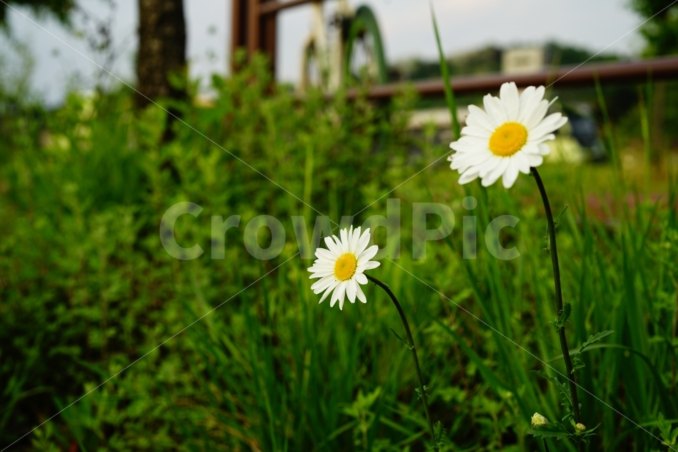 꽃,들꽃,들판,나들이,산책,산보,걷기,플라워,식물,화사,힐링,flower,스냅,자연,화이트,식물,자연,plants,nature,꽃,flower
