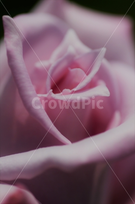 식물,장미,보라색,한송이,꽃,식물,자연,plants,nature,꽃,flower