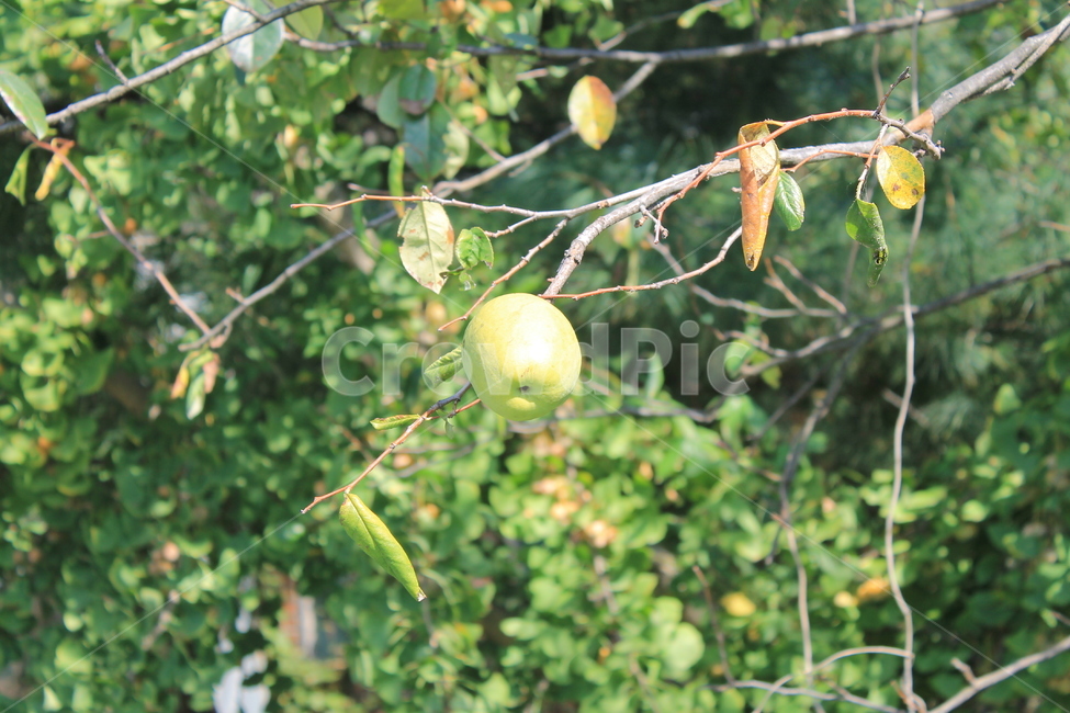 모과,quince,가을,autumn,fall,나무,trees,wood,과일,열매,fruit