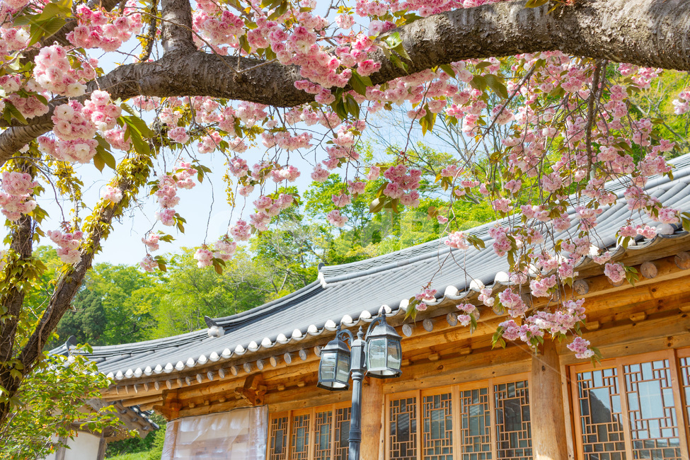 벚꽃,겹벚꽃,꽃,봄,한국자연경관,한국자연풍경,개심사,flower,감성,자연,식물,나무,봄,계절,spring,season,한국전통,한국문화,korean traditional,korean culture,식물,자연,plants,nature,꽃,flower,건축물,건물외관,exterior,building,structure,architecture,construction,plant
