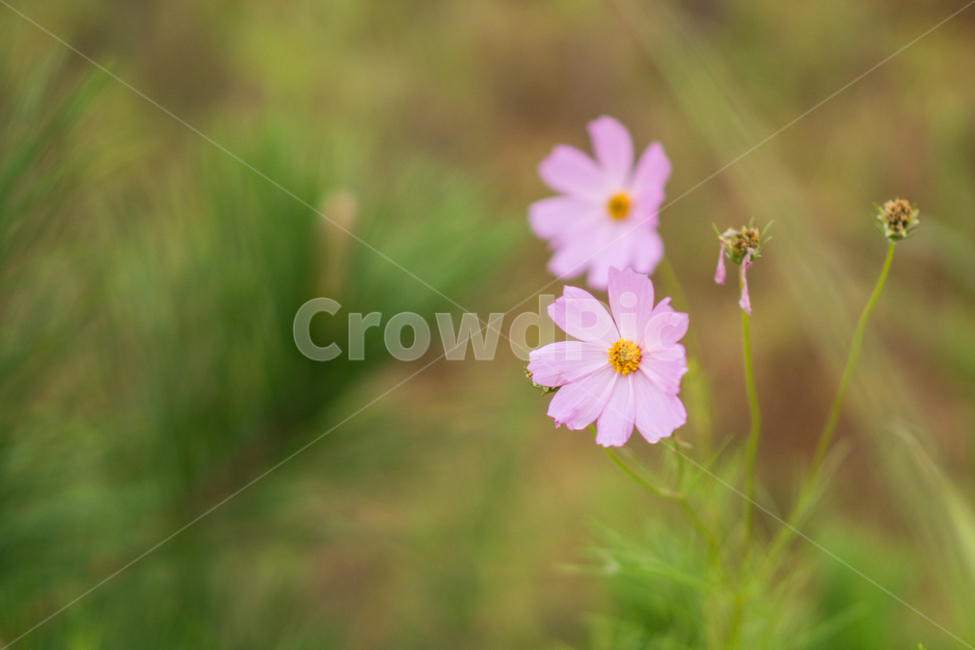 코스모스,가을,꽃,꽃사진,Flower,Cosmos,가을,계절,fall,autumn,season,식물,자연,plants,nature,꽃,flower,plant,daisies,데이지,blossom,daisy