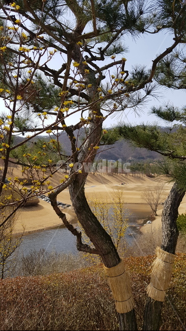 골프장,소나무,봄,산수유,식물