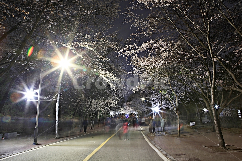 벗꽃,야간벗꽃길,인천대공원,꽃,조명,풍경,자연,배경