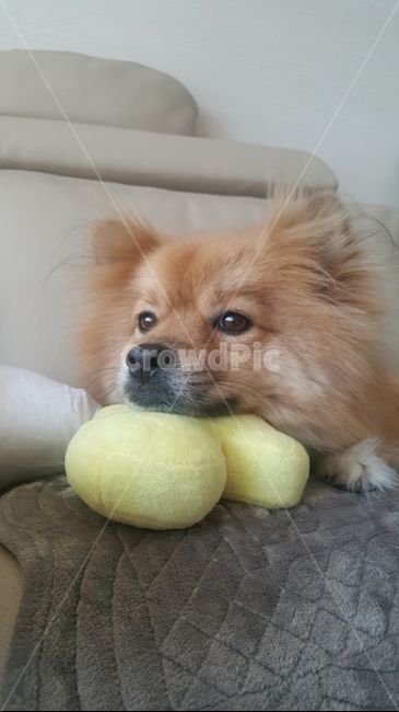 강아지,개,dog,애완동물,동물