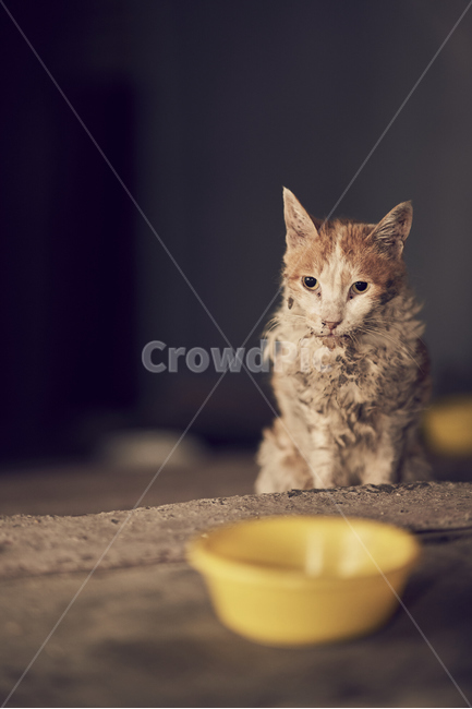cat,고양이,animal,동물,mammal,포유류,kitten,고양이새끼,아픈,길냥이,길고양이,동물,animal,포유류,mammal,고양이,cat,kitten,kitty