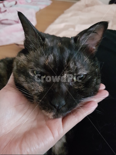 동물,고양이,코리안숏헤어,냐옹이,코숏