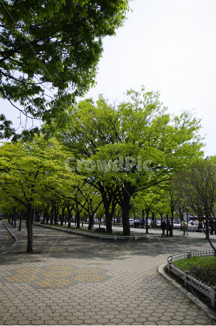 공원,길,나무,가로수,식물,자연,풍경,nature,landscape,outdoors,옥외,arbour,정자,garden,정원