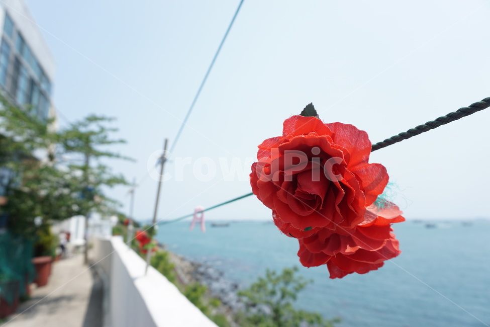 장미,흰여울,꽃,감성사진,흰여울문화마을,바다,빨랫줄,빨래집게,부산,부산바다,부산여행,전경,전망,하늘,경치,경관,국내여행,부산관광,부산관광지,자연,나들이,풍경,관광지,rose,flower,mood,ocean,sea,oceanview,busan,pusan,landscope,view,scene,scenery,outlook,outing,touristspot,sky,nature,꽃,flower