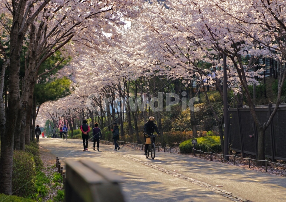 식물,flower,blossom,자연,풍경,경치,분위기,벚꽃