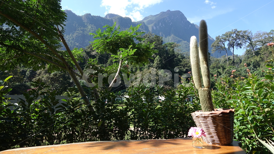 outdoor,야외,plant,식물,선인장,산,산맥,자연,nature,mountain,여름,summer