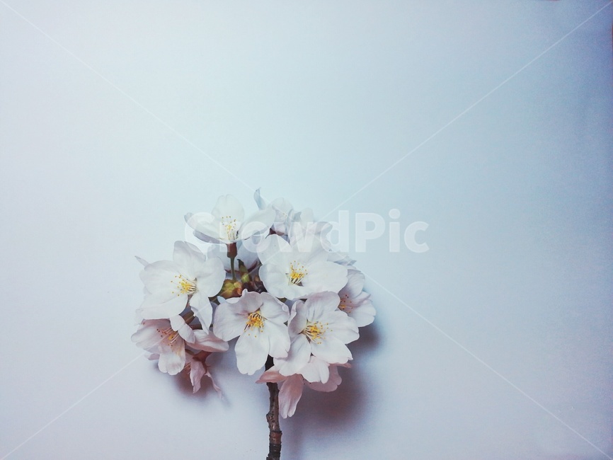벚꽃,봄꽃,꽃,식물,한송이,cherryblossom