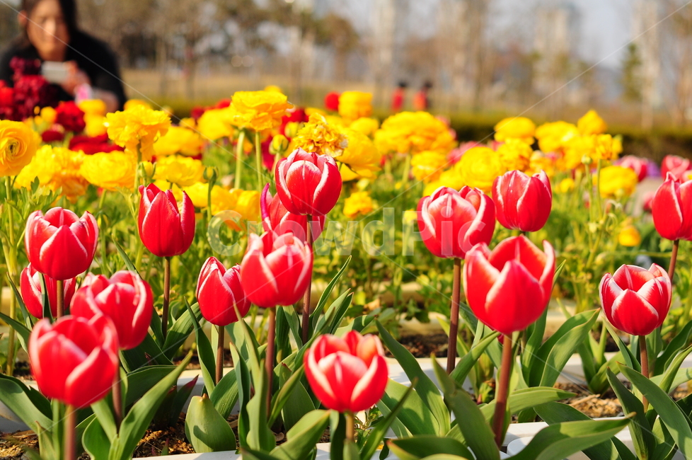 튤립,꽃,봄꽃,봄,튤립꽃,화단,식물,자연,plants,nature,꽃,flower
