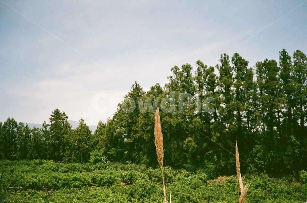 tree,나무,plant,식물,초록,필름사진,풍경