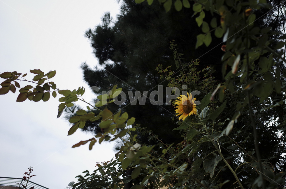 꽃,flower,식물,plant,green,초록,잎,들꽃,해바라기,sunflower